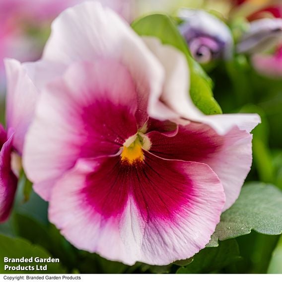Viola 'Raspberry Fools'