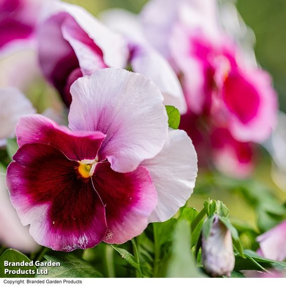 Viola 'Raspberry Fools'