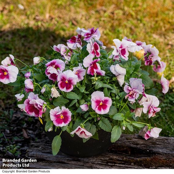 Viola 'Raspberry Fools'