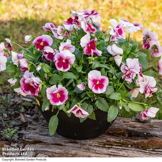 Viola 'Raspberry Fools'