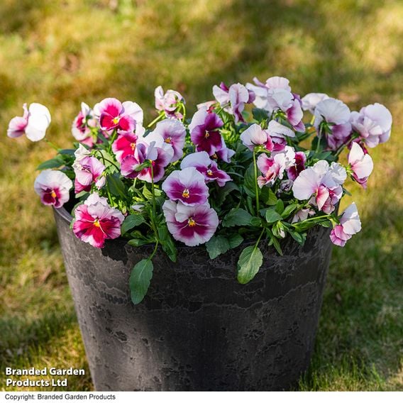 Viola 'Raspberry Fools'