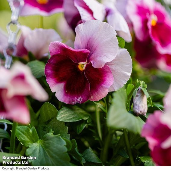 Viola 'Raspberry Fools'
