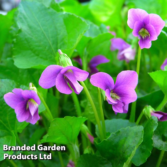 Viola sororia 'Rubra'
