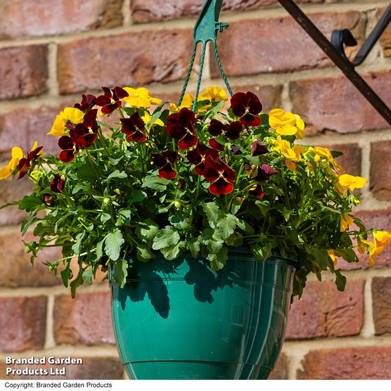 Viola 'Ruby & Gold Mix'