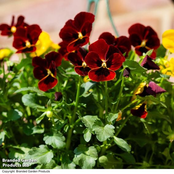 Viola 'Ruby & Gold Mix'