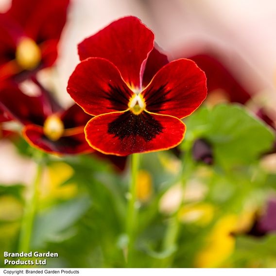 Viola 'Ruby & Gold Mix'