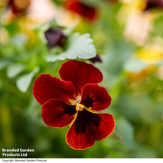 Viola 'Ruby & Gold Mix'