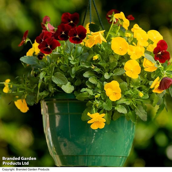 Viola 'Ruby & Gold Mix'