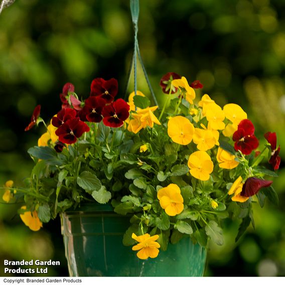 Viola 'Ruby & Gold Mix'