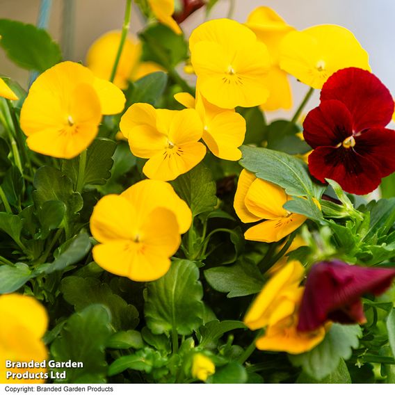 Viola 'Ruby & Gold Mix'