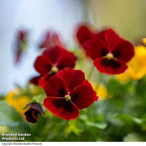 Viola 'Ruby & Gold Mix'