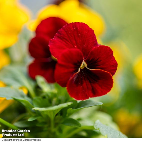 Viola 'Ruby & Gold Mix'