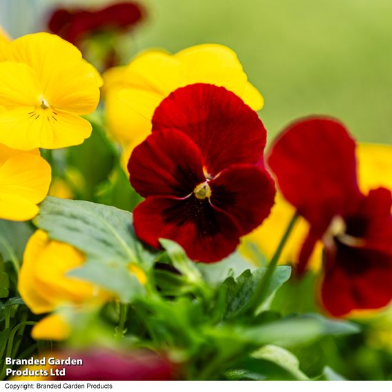 Viola 'Ruby & Gold Mix'