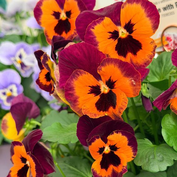 Pansy 'Select Orange with Purple Wing'