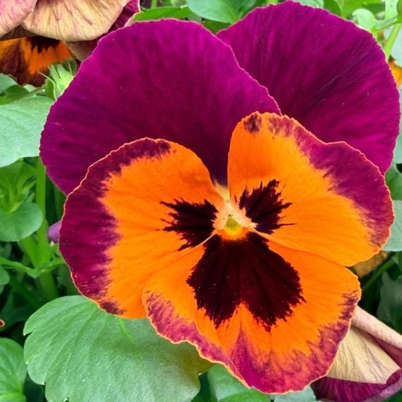 Pansy 'Select Orange with Purple Wing'