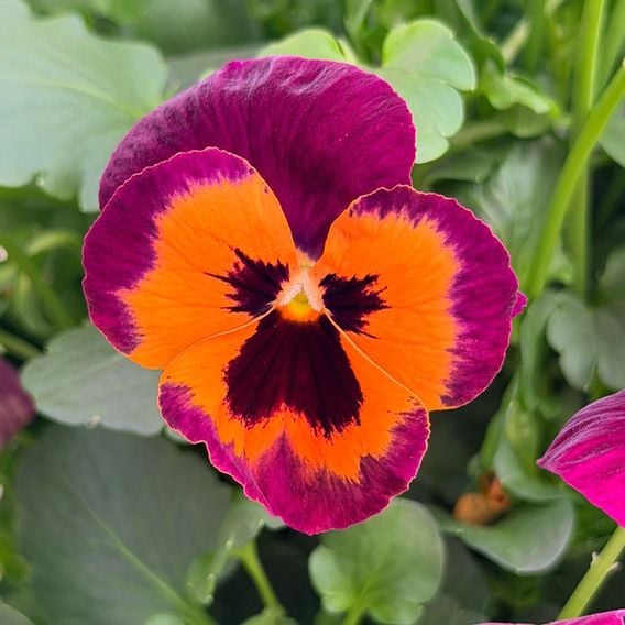 Pansy 'Select Orange with Purple Wing'