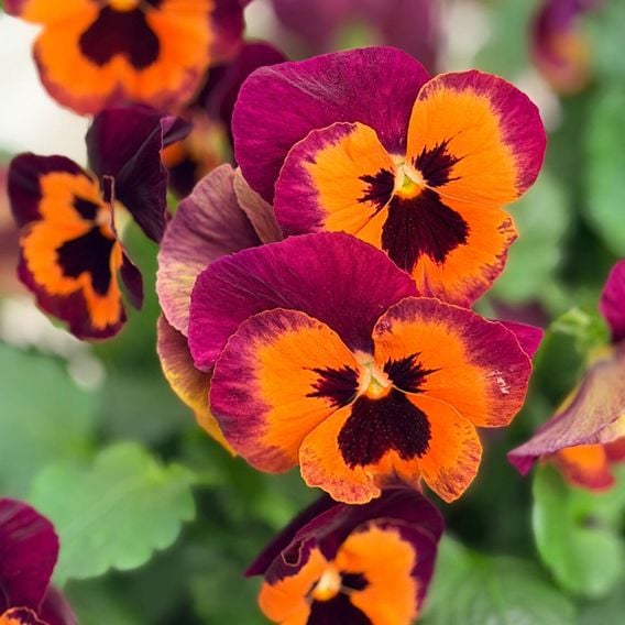 Pansy 'Select Orange with Purple Wing'