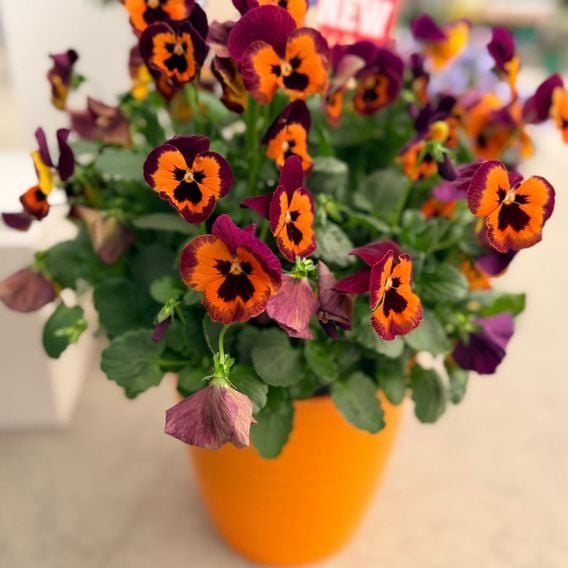 Pansy 'Select Orange with Purple Wing'