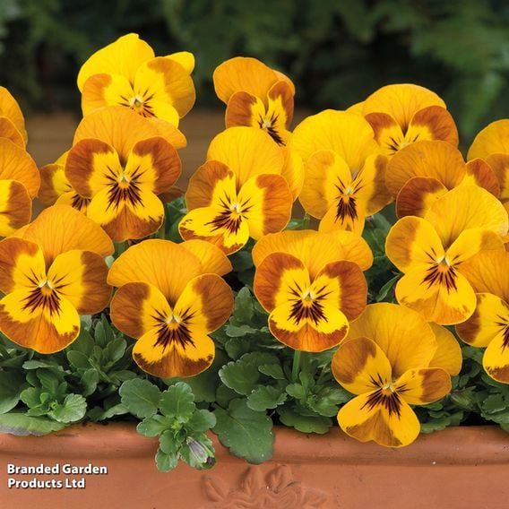 Winter Bedding Super Saver Collection