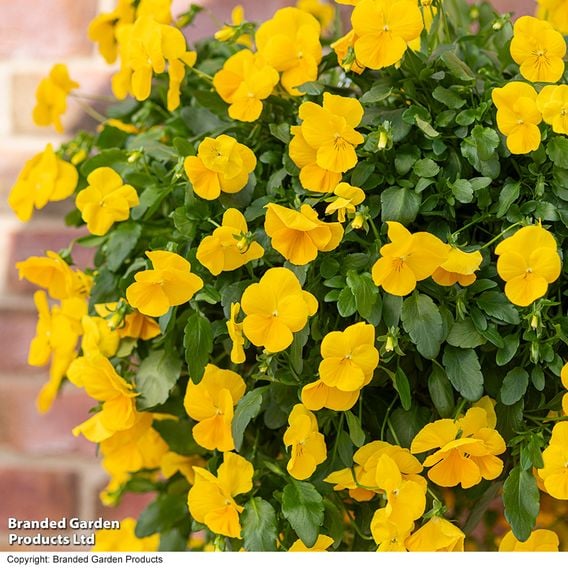 Viola 'Spring Yellow'