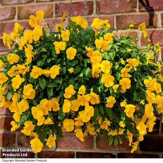Viola 'Spring Yellow'