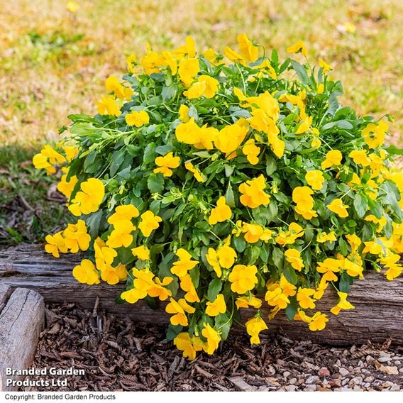 Viola 'Spring Yellow'