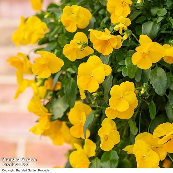 Viola 'Spring Yellow'