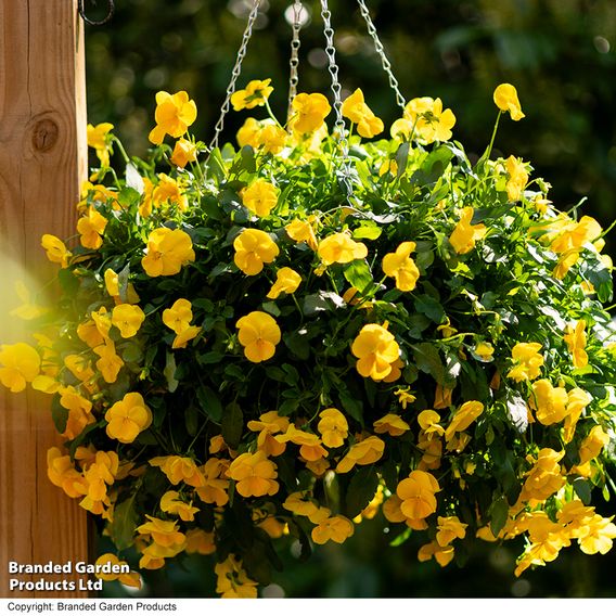 Viola 'Spring Yellow'