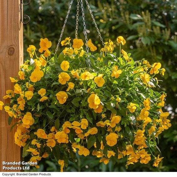 Viola 'Spring Yellow'