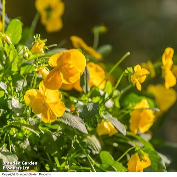 Viola 'Spring Yellow'