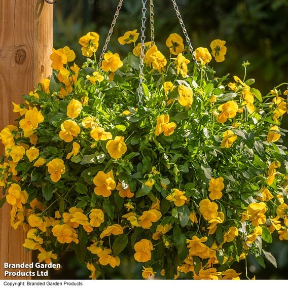 Viola 'Spring Yellow'
