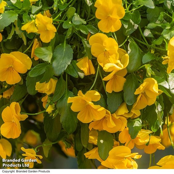 Viola 'Spring Yellow'