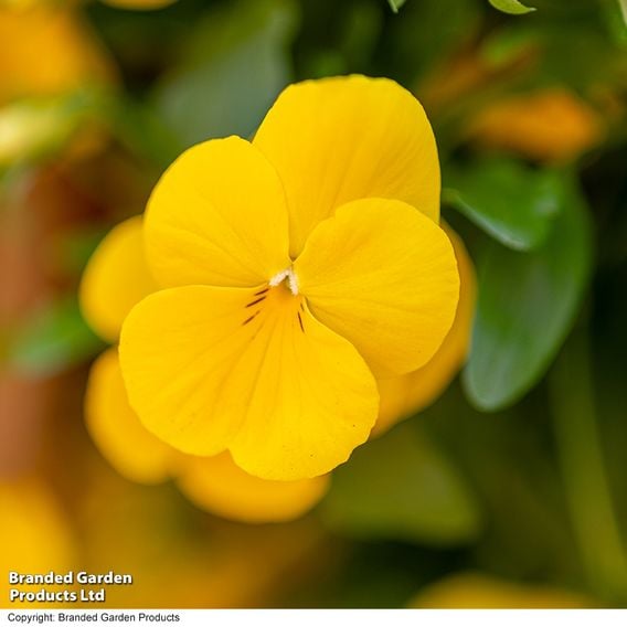 Viola 'Spring Yellow'