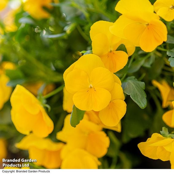 Viola 'Spring Yellow'