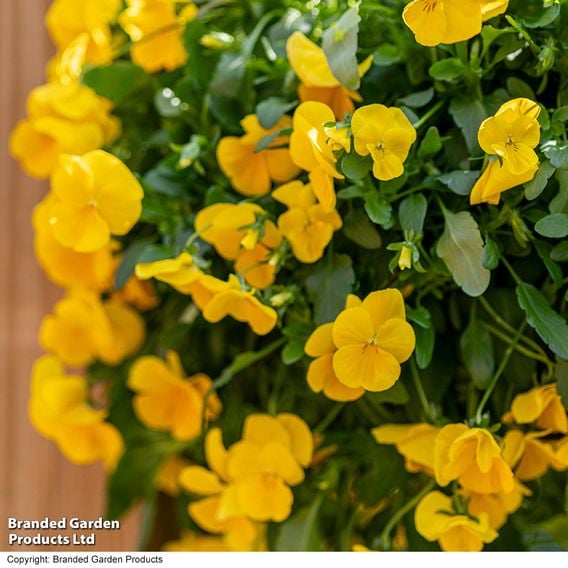 Viola 'Spring Yellow'