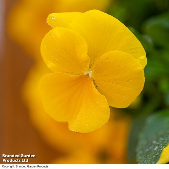 Viola 'Spring Yellow'
