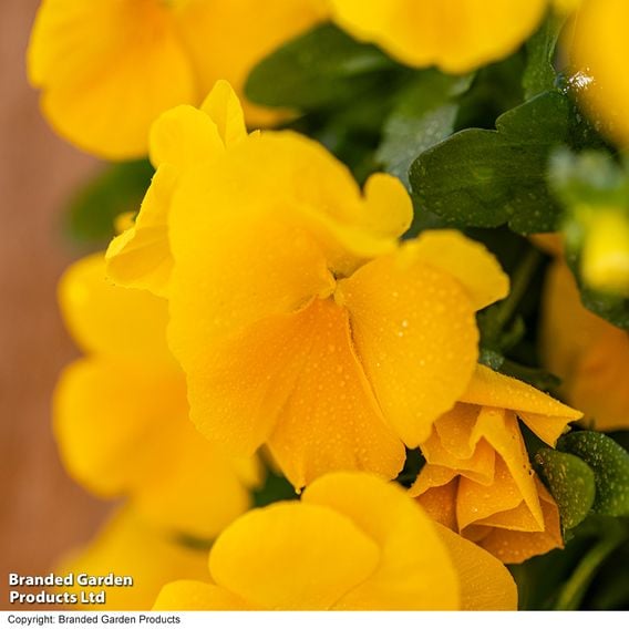 Viola 'Spring Yellow'