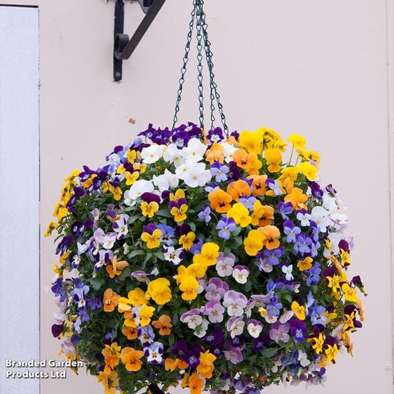 Viola (Ice Babies) 'Teardrops' Pre-Planted Hanging Basket