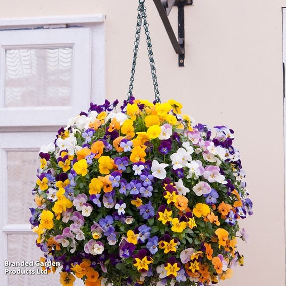 Viola (Ice Babies) 'Teardrops' Pre-Planted Hanging Basket