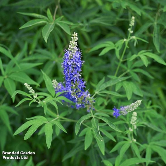 Vitex agnus-castus 'Blue Puffball'