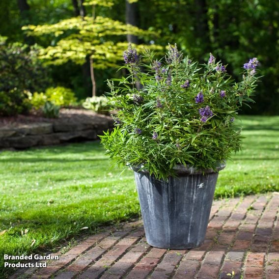 Vitex agnus-castus 'Blue Puffball'