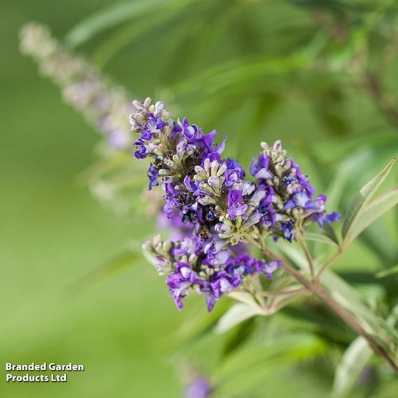 Vitex agnus-castus 'Blue Puffball'