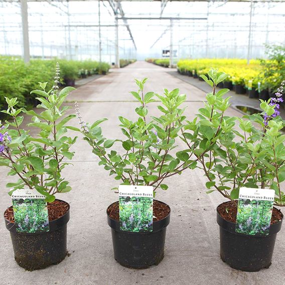 Vitex 'Magical Chicagoland Blues'