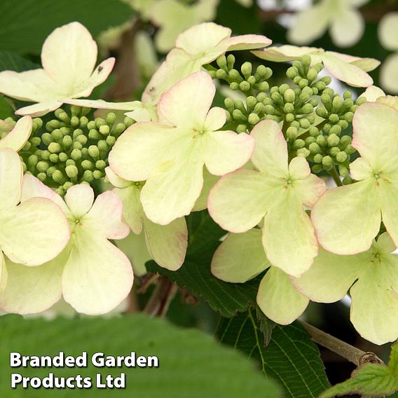 Viburnum plicatum f. tomentosum 'Kilimanjaro Sunrise'