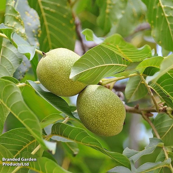 Walnut (Juglans) 'Broadview'