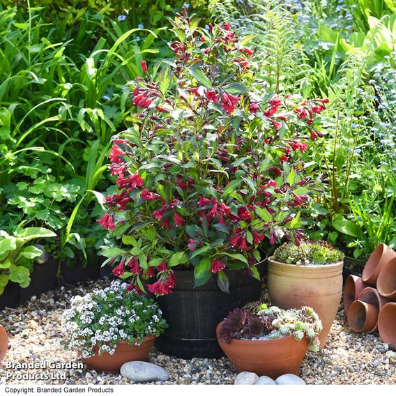 Weigela 'Camouflage'