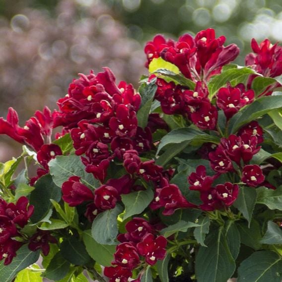 Weigela 'Cherry Love'