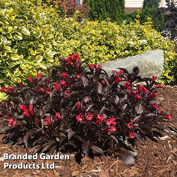 Weigela 'Electric Love'
