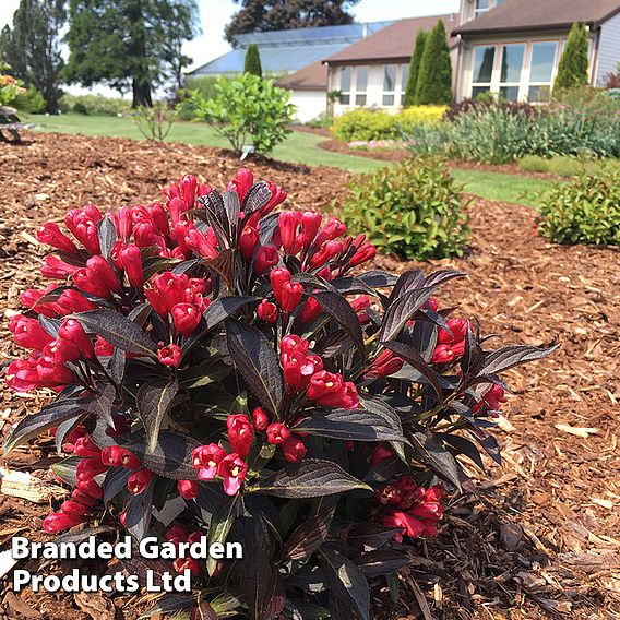 Weigela 'Electric Love'