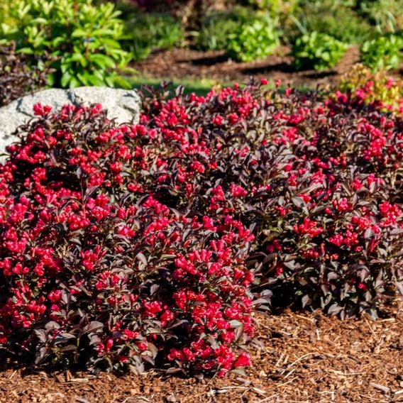 Weigela 'Electric Love'